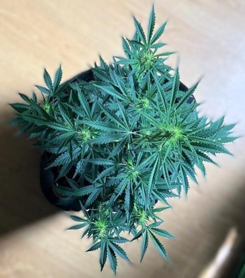 Gorilla Z Auto. Week 6 - Day 42