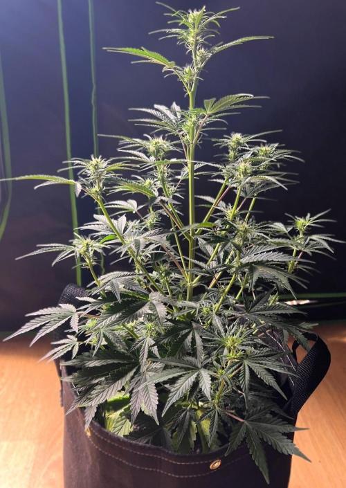 Gorilla Z Auto. Week 6 - Day 42