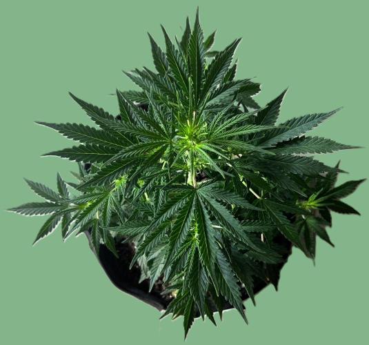Gorilla Z Auto. Week 6 - Day 36