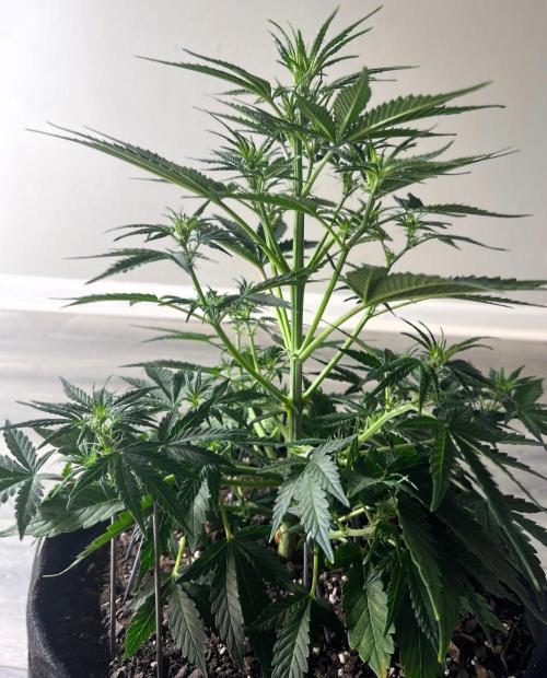 Gorilla Z Auto. Week 6 - Day 36