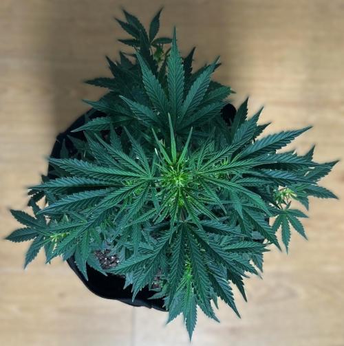 Gorilla Z Auto. Week 6 - Day 37