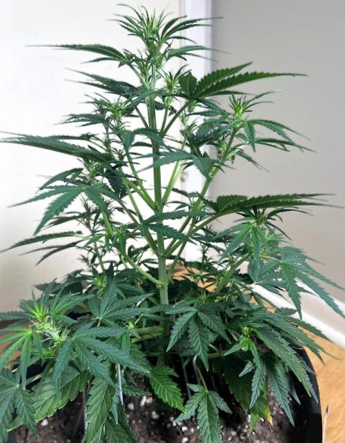 Gorilla Z Auto. Week 6 - Day 37