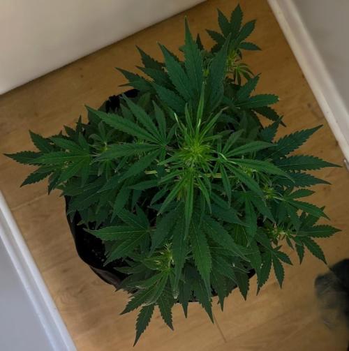 Gorilla Z Auto. Week 6 - Day 39