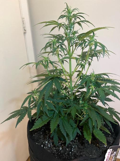 Gorilla Z Auto. Week 6 - Day 39