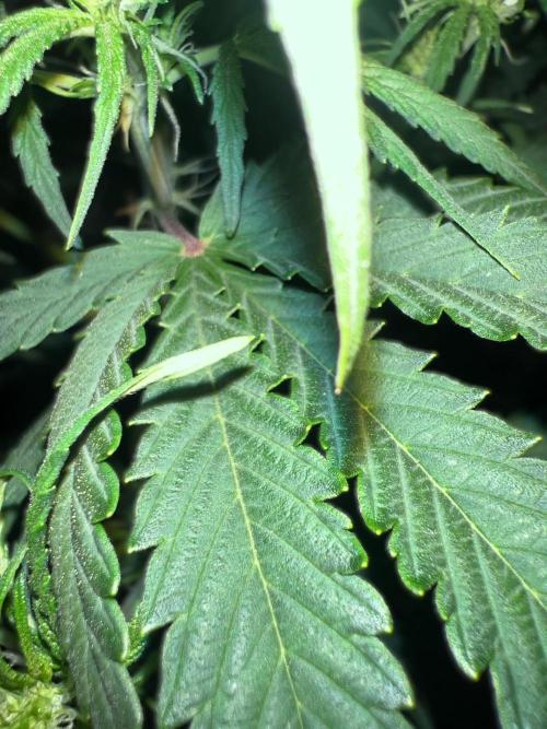 Gorilla Z Auto. Week 6 - Day 39