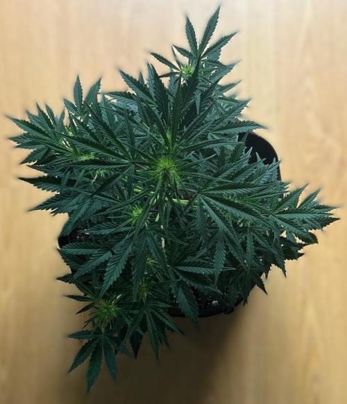 Gorilla Z Auto. Week 6 - Day 40