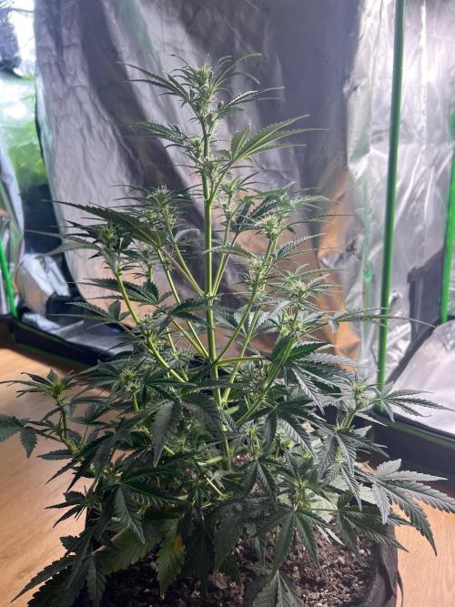 Gorilla Z Auto. Week 6 - Day 40