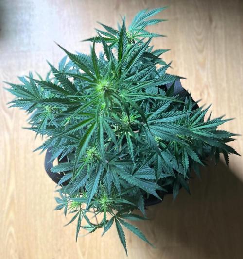 Gorilla Z Auto. Week 7 - Day 43