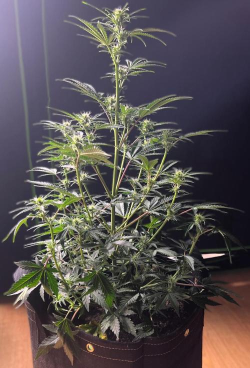 Gorilla Z Auto. Week 7 - Day 43
