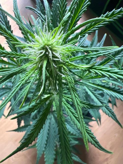 Gorilla Z Auto. Week 7 - Day 43