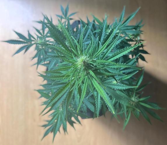 Gorilla Z Auto. Week 7 - Day 46