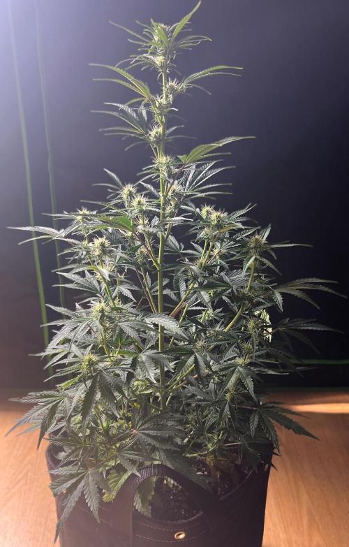 Gorilla Z Auto. Week 7 - Day 46