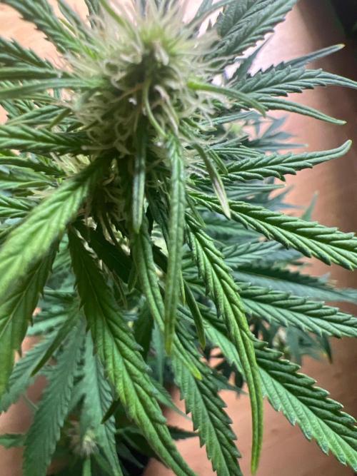Gorilla Z Auto. Week 7 - Day 46