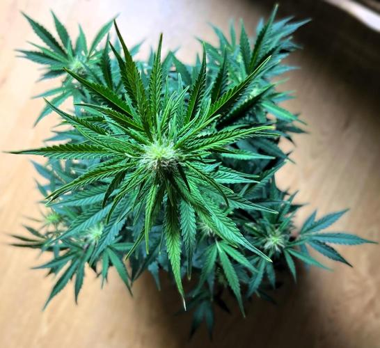 Gorilla Z Auto. Week 7 - Day 48