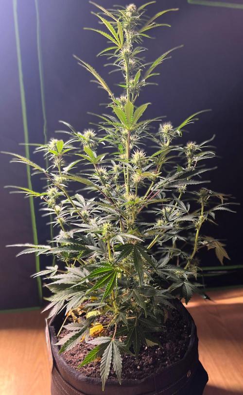 Gorilla Z Auto. Week 7 - Day 48