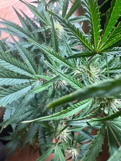 Gorilla Z Auto. Week 7 - Day 48 