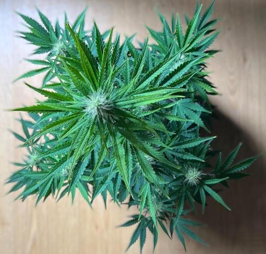 Gorilla Z Auto. Week 8 - Day 52