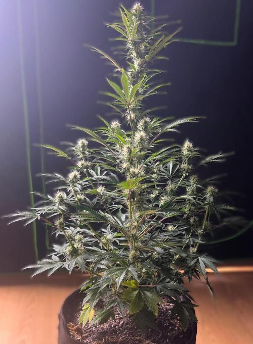Gorilla Z Auto. Week 8 - Day 53