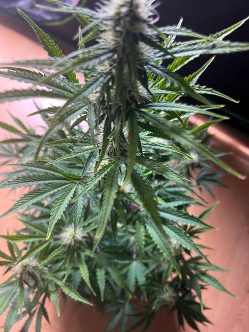 Gorilla Z Auto. Week 8 - Day 53