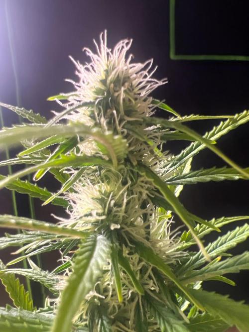 Gorilla Z Auto. Week 8 - Day 53