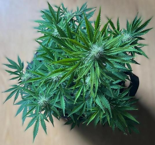 Gorilla Z Auto. Week 8 - Day 53