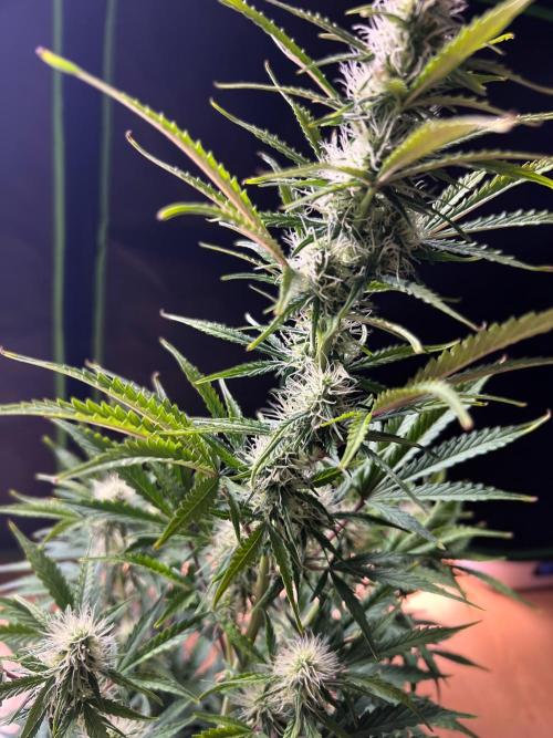 Gorilla Z Auto. Week 8 - Day 54