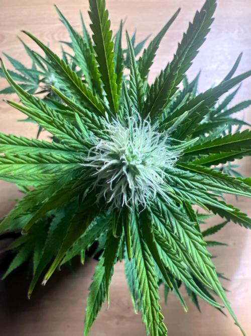 Gorilla Z Auto. Week 8 - Day 54