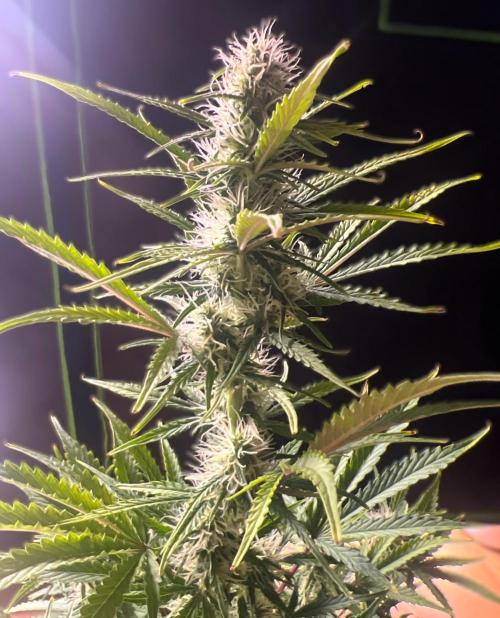 Gorilla Z Auto. Week 8 - Day 54