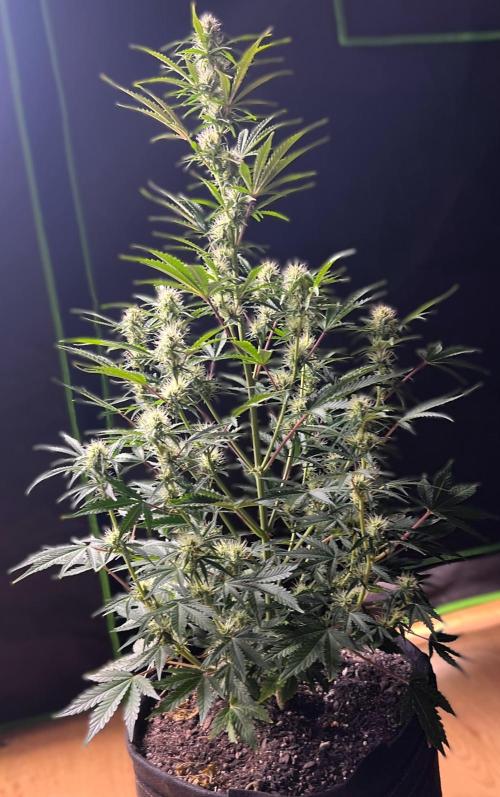 Gorilla Z Auto. Week 8 - Day 52