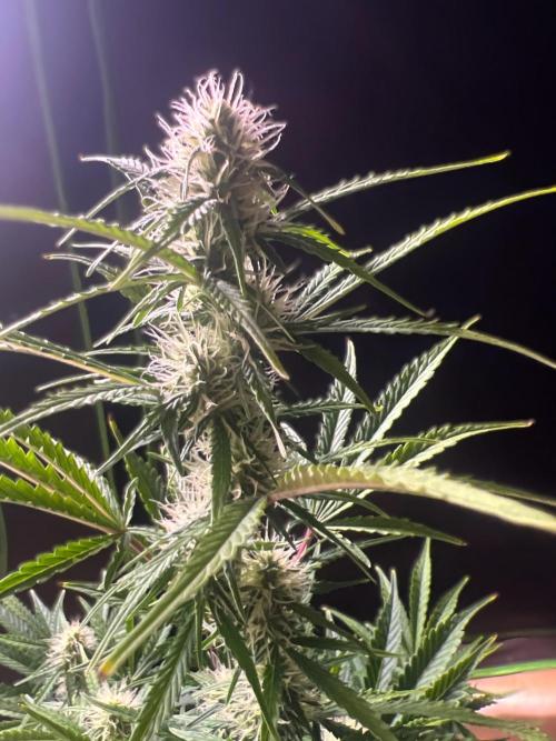 Gorilla Z Auto. Week 8 - Day 52