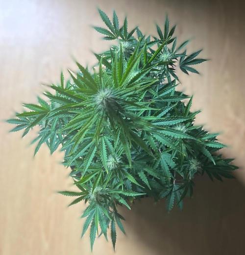 Gorilla Z Auto. Week 8 - Day 54