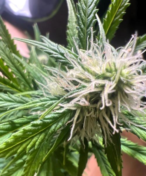 Gorilla Z Auto. Week 8 - Day 52