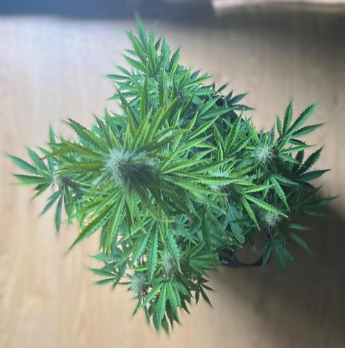 Gorilla Z Auto. Week 9 - Day 57