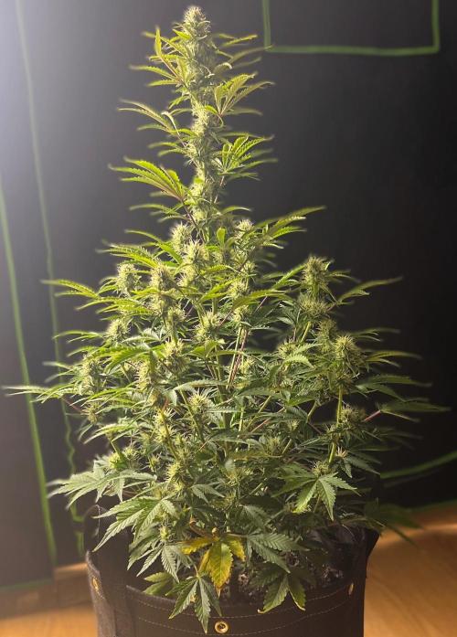 Gorilla Z Auto. Week 9 - Day 57