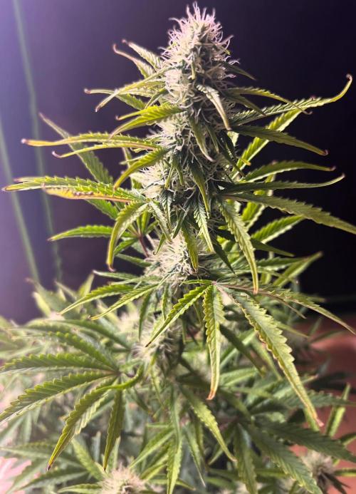 Gorilla Z Auto. Week 9 - Day 57