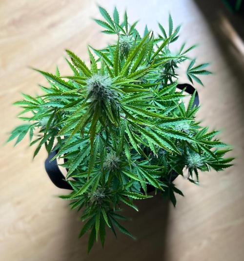 Gorilla Z Auto. Week 9 - Day 60