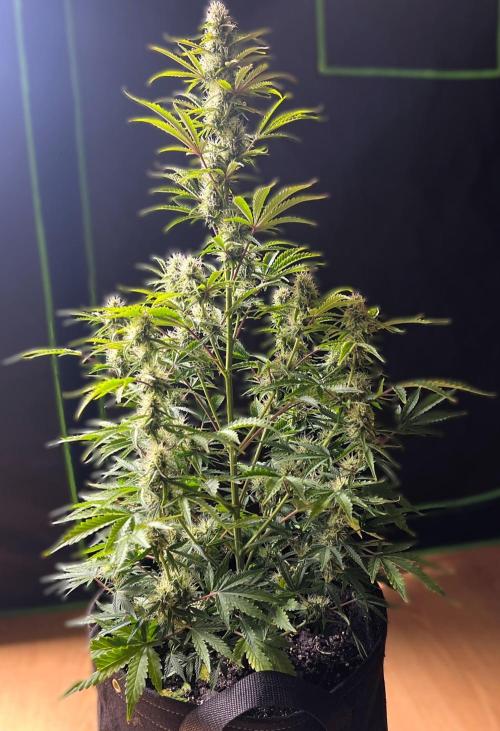 Gorilla Z Auto. Week 9 - Day 60