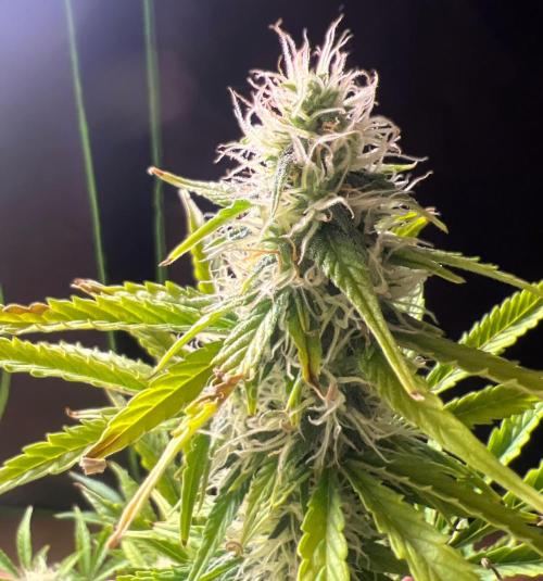 Gorilla Z Auto. Week 9 - Day 60