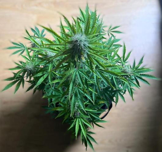 Gorilla Z Auto. Week 9 - Day 62