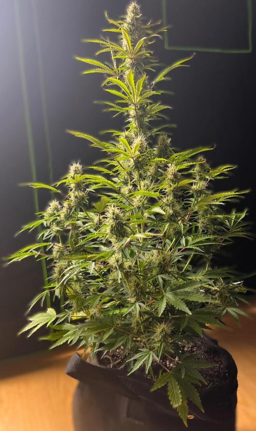 Gorilla Z Auto. Week 9 - Day 62