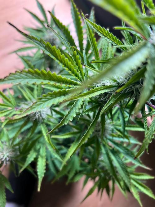 Gorilla Z Auto. Week 9 - Day 62