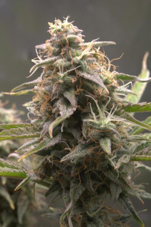 Blue Bourbon Smash Auto Aeque Genetics. Week 10 - Day 70 

Swelling nicely