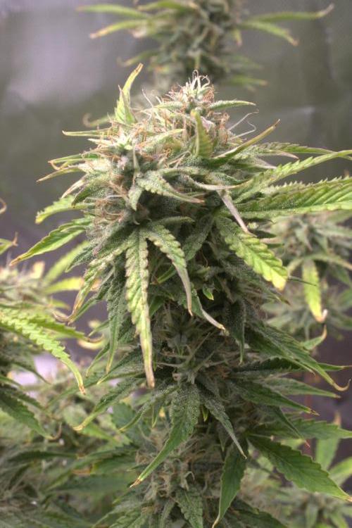 Darkside Cookies Auto Precursor Genetics. Week 10 - Day 70

Getting dense 