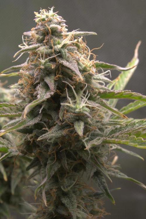 Blue Bourbon Smash Auto Aeque Genetics. Week 10 - Day 70