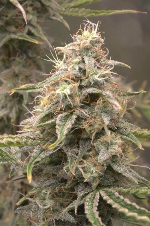 Blue Bourbon Smash Auto Aeque Genetics. Week 10