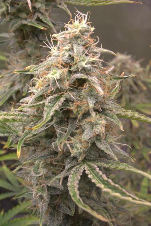 Blue Bourbon Smash Auto Aeque Genetics. Week 10