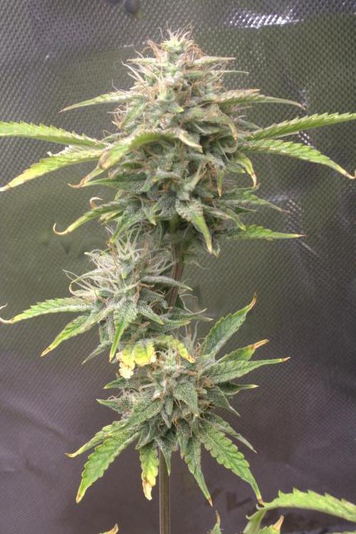 Darkside Cookies Auto Precursor Genetics. Week 10 - Day 70 

Tight Stack