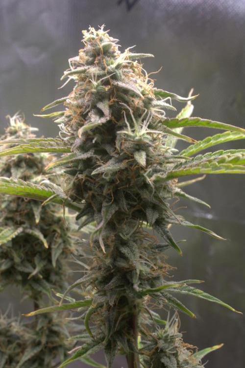 Blue Bourbon Smash Auto Aeque Genetics. Week 10