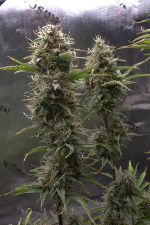 Blue Bourbon Smash Auto Aeque Genetics. Week 10