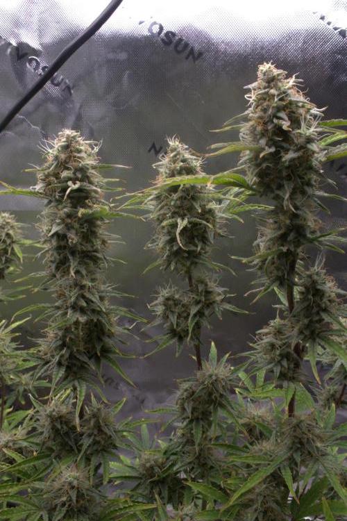 Blue Bourbon Smash Auto Aeque Genetics. Week 10 - Day 70

Call them the 3 queens 